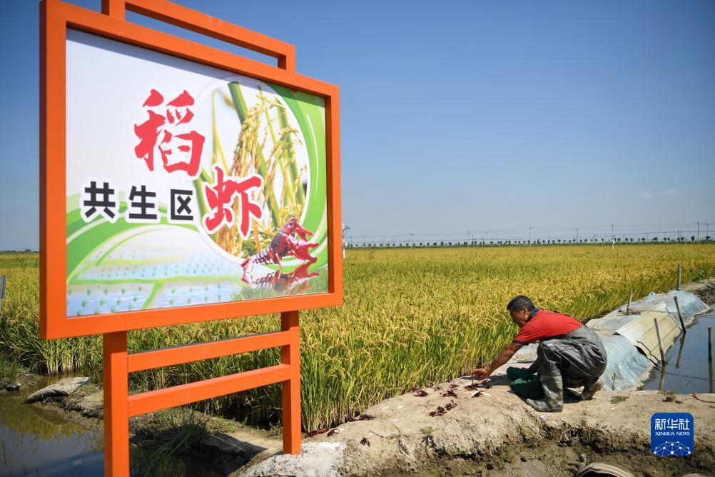 大红鹰平台登